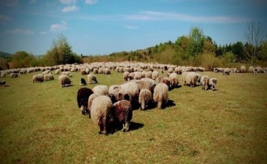 Psi lutalice provalili u tor i poklali ovce