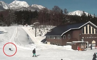 Obračun na skijalištu: Bijesni vepar napao skijaše (VIDEO)