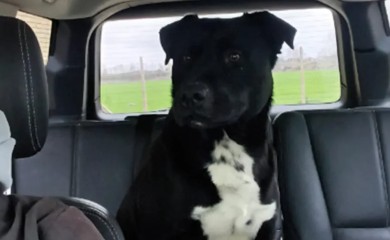 Nudi nagradu od 20.000 maraka onome ko mu pronađe psa
