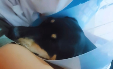 Horor u Banjaluci: Upucan pas, potrebna pomoć za njegovo liječenje (VIDEO)