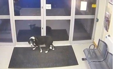 Pas se izgubio pa došao potražiti pomoć u policijsku stanicu (VIDEO)