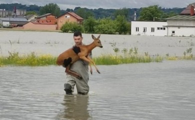 Dirljive fotografije iz Hrvatske: Vatrogasac spasao srnu od utapanja