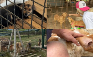 Objavila potresan snimak: Pogledajte šta je Stankica zatekla u azilu na Manjači VIDEO