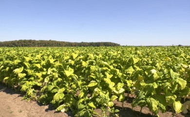 Kako su svjetski duvanski giganti preuzeli domaće tržište