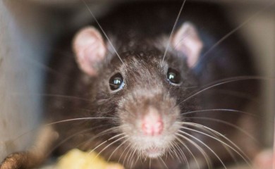 Zašto pacovi ne mogu da odole dobrom ritmu