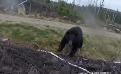 Drama sa srećnim krajem! Medvjed napao lovca, snimak obišao svijet (VIDEO)