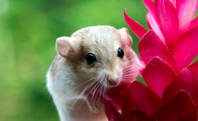 Jeftini trik koji će otjerati miševe iz vaše kuće