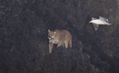 Plaža se zatvorila kada je puma poželjela da se sunča (VIDEO)