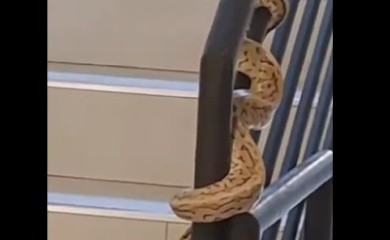 Ogromna zmija prestravila stanare zgrade u Novom Sadu (VIDEO)