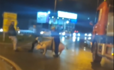 Neobičan snimak iz Preljine, svinja na kružnom toku