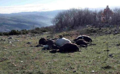 Grom ubio šest konja u okolini Mostara