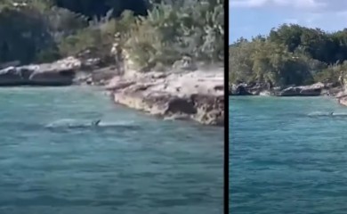 Pas u okršaju sa ajkulom: Skočio u vodu i otjerao je, turisti sa brodića snimili neočekivanu scenu (VIDEO)