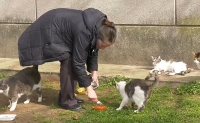 Samo zato što je hranila mačke: Papreno kažnjena, a živi od socijalne pomoći