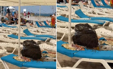 Porodica je ponijela ručak na plažu, otišla da se okupa, a kad su se vratili dočekala ih noćna mora