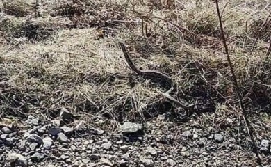 Zimski susret sa ogromnim poskokom