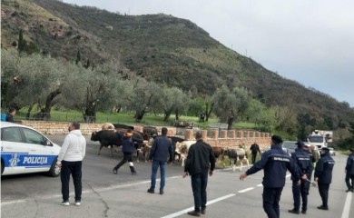 Goveda šetaju plažama Budve na pragu sezone