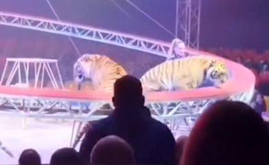 Publika se "skamenila": Tigar u ruskom cirkusu skočio među gledaoce (Video)