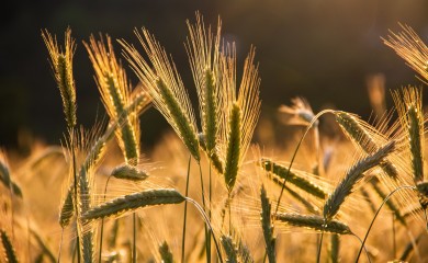 Ukrajina izvezla 16,2 miliona tona žitarica