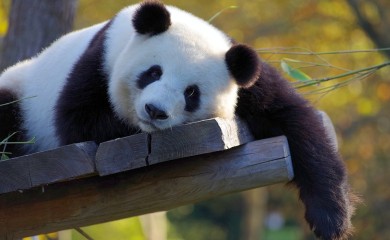 Voljena panda Sjang Sjang napustila Japan, tražiće joj partnera u Kini (FOTO)