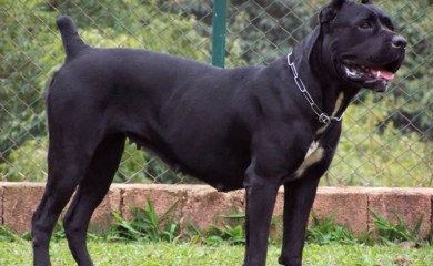 Cane Corso napao maloljetnu osobu u Banjaluci