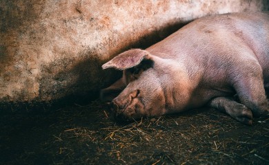 Novitović: Eutanazija svinja na dvije farme u Gradišci