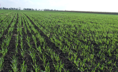 Počela sjetva ozimih kultura u Šamcu