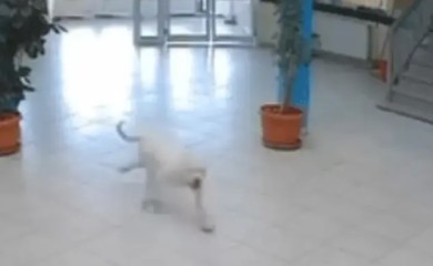 Pas uletio u školu i izujedao učenike, ubio ga policajac (VIDEO)