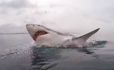 Velika ajkula pliva Jadranom, oglasili se stručnjaci (VIDEO)