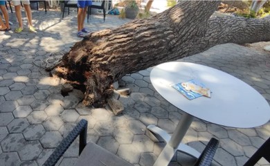 Epilog nevremena! Srušilo se drvo na plaži, četiri osobe povrijeđene FOTO