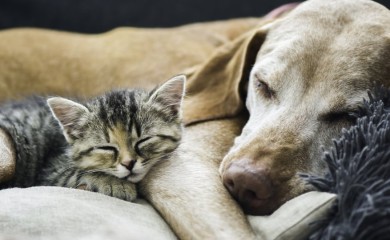 Pas pronašao dva mačića koje je neko bacio u vreći i spasio ih od sigurne smrti