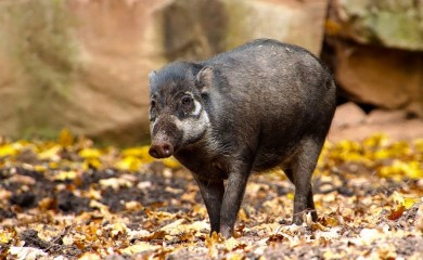 Divlja svinja napravila haos u saobraćaju