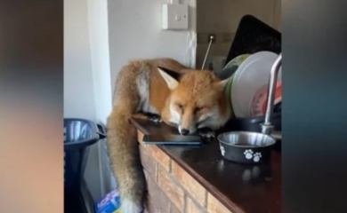 Lisica upala u kuću, napravila haos u kuhinji i zaspala snom pravednika VIDEO