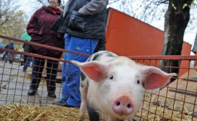 Cijene prasića lete u nebo: Preprodavci kupe kajmak