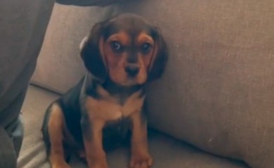 Reakcija psića na novi dom osvaja srca (VIDEO)
