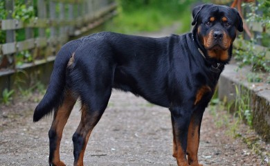 Krivična prijava vlasniku psa koji je napao djecu