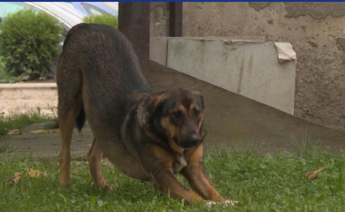 Htio da usmrti psa lutalicu, pa greškom ranio brata