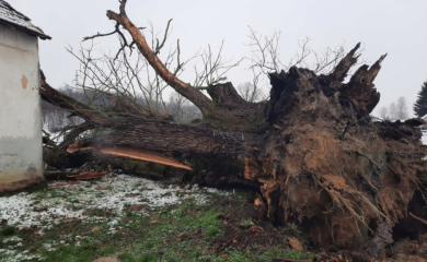 Bio jedan od najstarijih: Srušio se hrast koji je bio pod zaštitom države