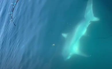 Dječak (13) ulovio morskog psa od tri metra (VIDEO)
