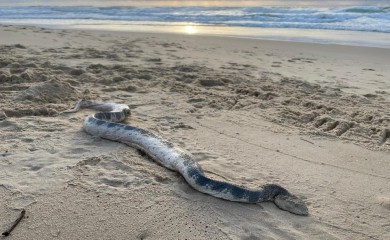 Ogromna morska zmija isplivala na obalu, stručnjaci upozorili posjetioce