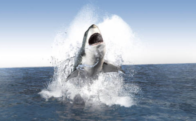 Objavljen zastrašujući snimak kako bi danas izgledao napad Megalodona (VIDEO)