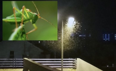 Banjaluku preplavili sitni, zeleni skakavci