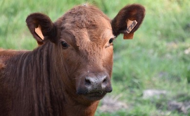 Za nabavku kvalitetno priplodnih junica isplaćeno 348.000 KM