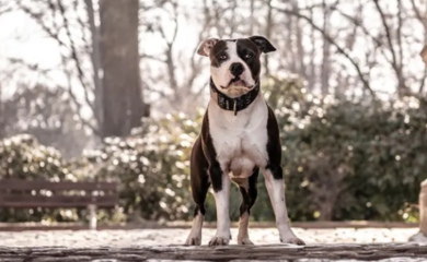 Jeziv napad psa: Pitbul izgrizao djevojčicu, ima hiljadu šavova na licu