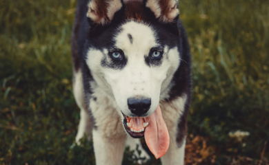 Banjalučanka koju je ujeo pas puštena na kućno liječenje