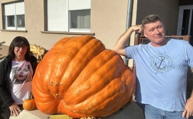 Uzgojio bundevu od 326 kilograma, pomjerali je bagerom
