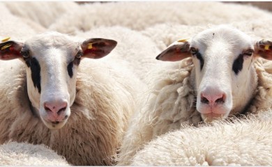 Vukovi upali u štalu i zadavili 15 ovaca