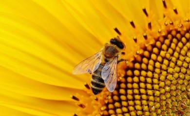 Životni vijek pčela je upola manji