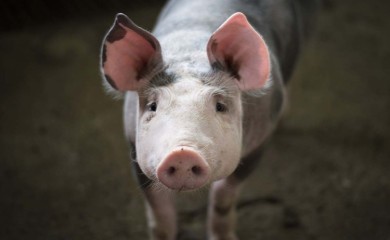 U Srpskoj potvrđena Afrička kuga svinja na 29 imanja