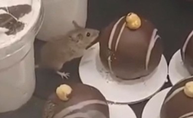 Miš snimljen kako gricka lješnik kuglu u pekari (VIDEO)