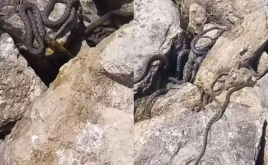 Plaža u regiji prepuna zmija, posjetioci zabrinuti (VIDEO)